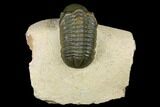 Detailed Reedops Trilobite - Atchana, Morocco #181270-1